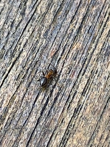 Zweifarbige Wegameise