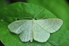 Scopula floslactata