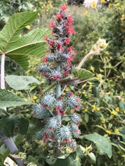 Ricinus communis