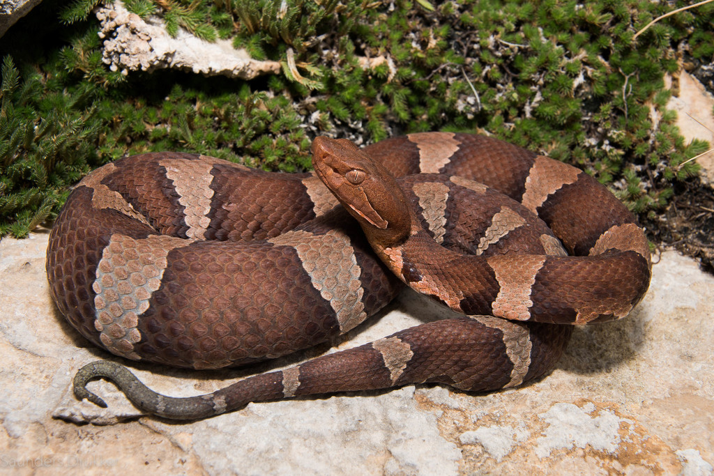 Southern Copperhead (Venomous And Non-venomous Snakes Of Louisiana ...