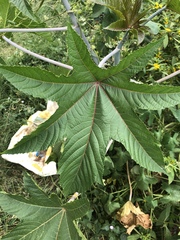 Ricinus communis