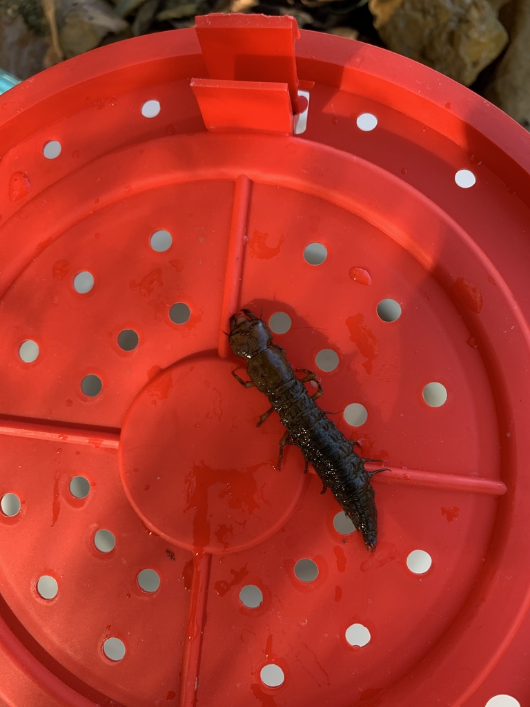 Eastern Dobsonfly from Ravenden, AR, US on October 13, 2019 at 04:22 PM ...