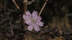 Stephanomeria exigua exigua