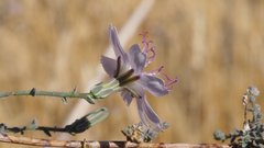 Stephanomeria exigua exigua