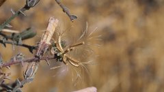 Stephanomeria exigua exigua