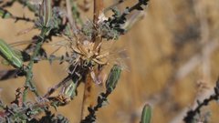 Stephanomeria exigua exigua