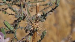 Stephanomeria exigua exigua