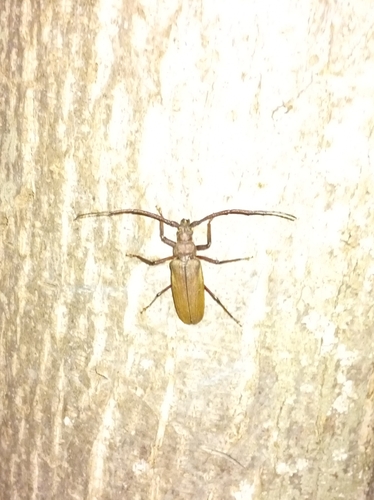 Aegosoma scabricorne