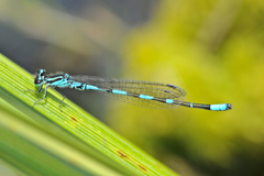 Coenagrion johanssoni