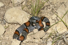 Lampropeltis alterna