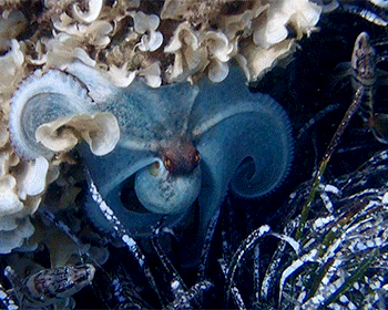 Octopus