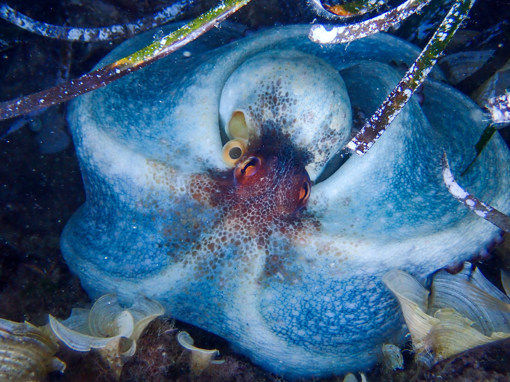 Ahtapot (Octopus vulgaris)