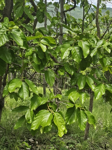 Aporosa villosa observed 2025-06-18