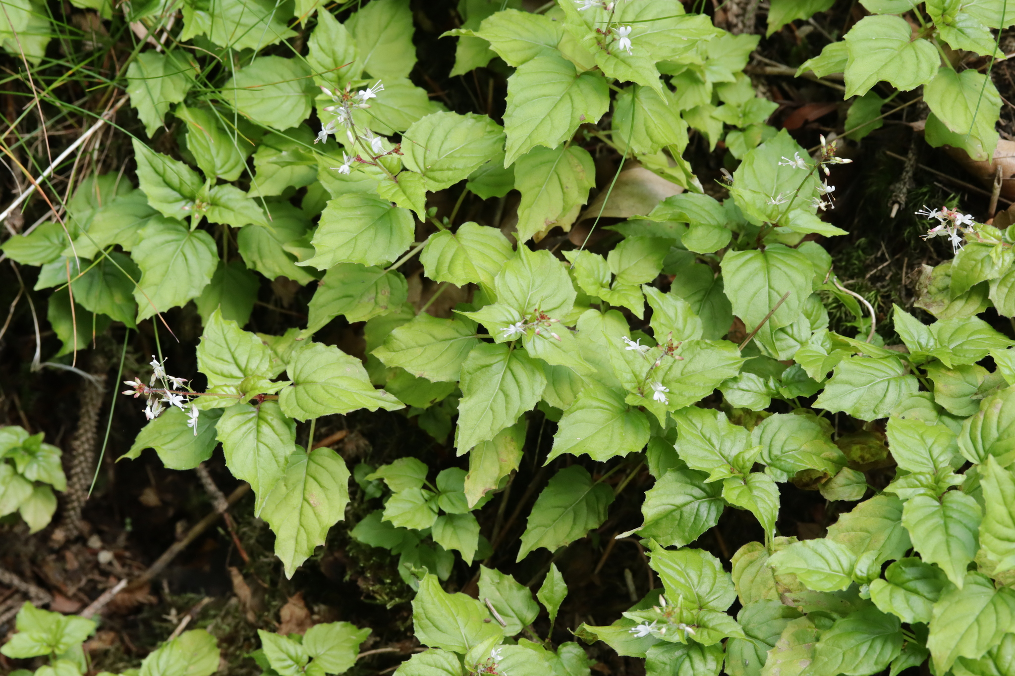 Upland Enchanter's-Nightshade (Circaea ×)
