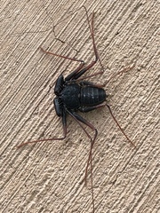 Paraphrynus carolynae