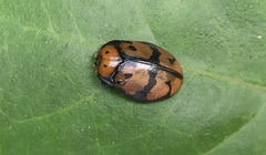 Ogdoecosta biannularis