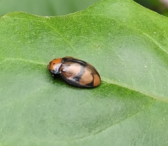 Ogdoecosta biannularis