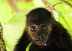 Mantled Howler photo 2