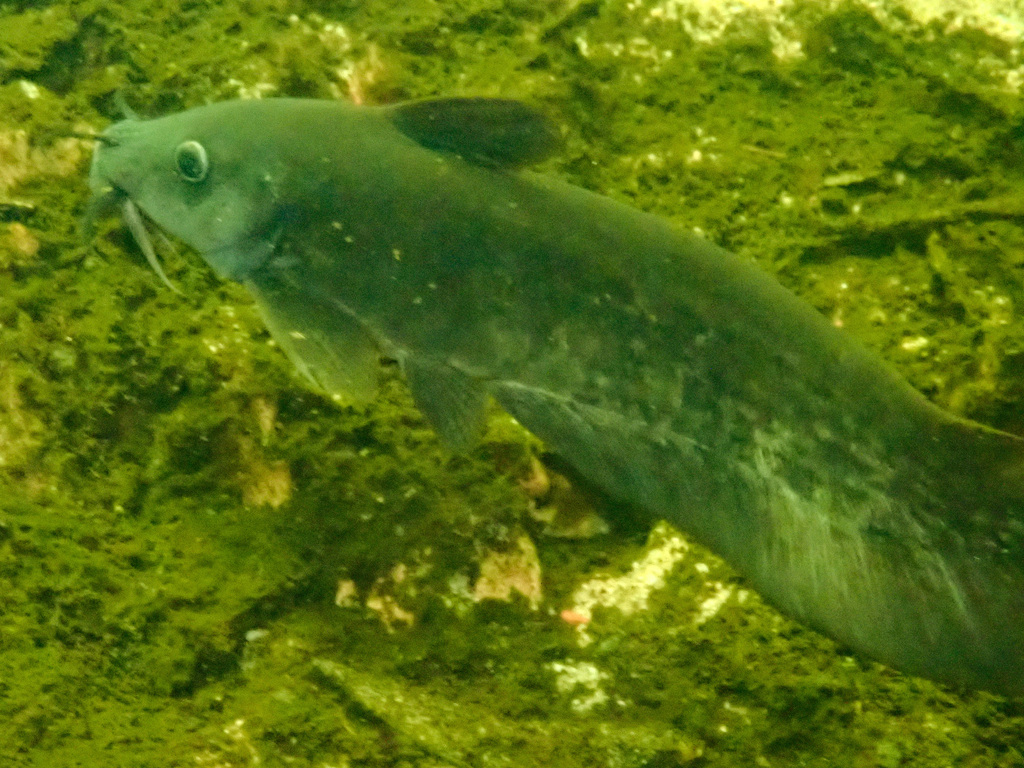 Black Catfish