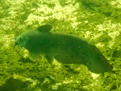 Black Catfish photo 2