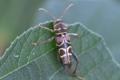 Neoclytus scutellaris
