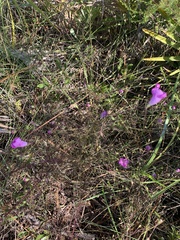 Agalinis filifolia