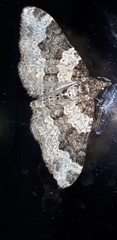 Xanthorhoe disjunctaria