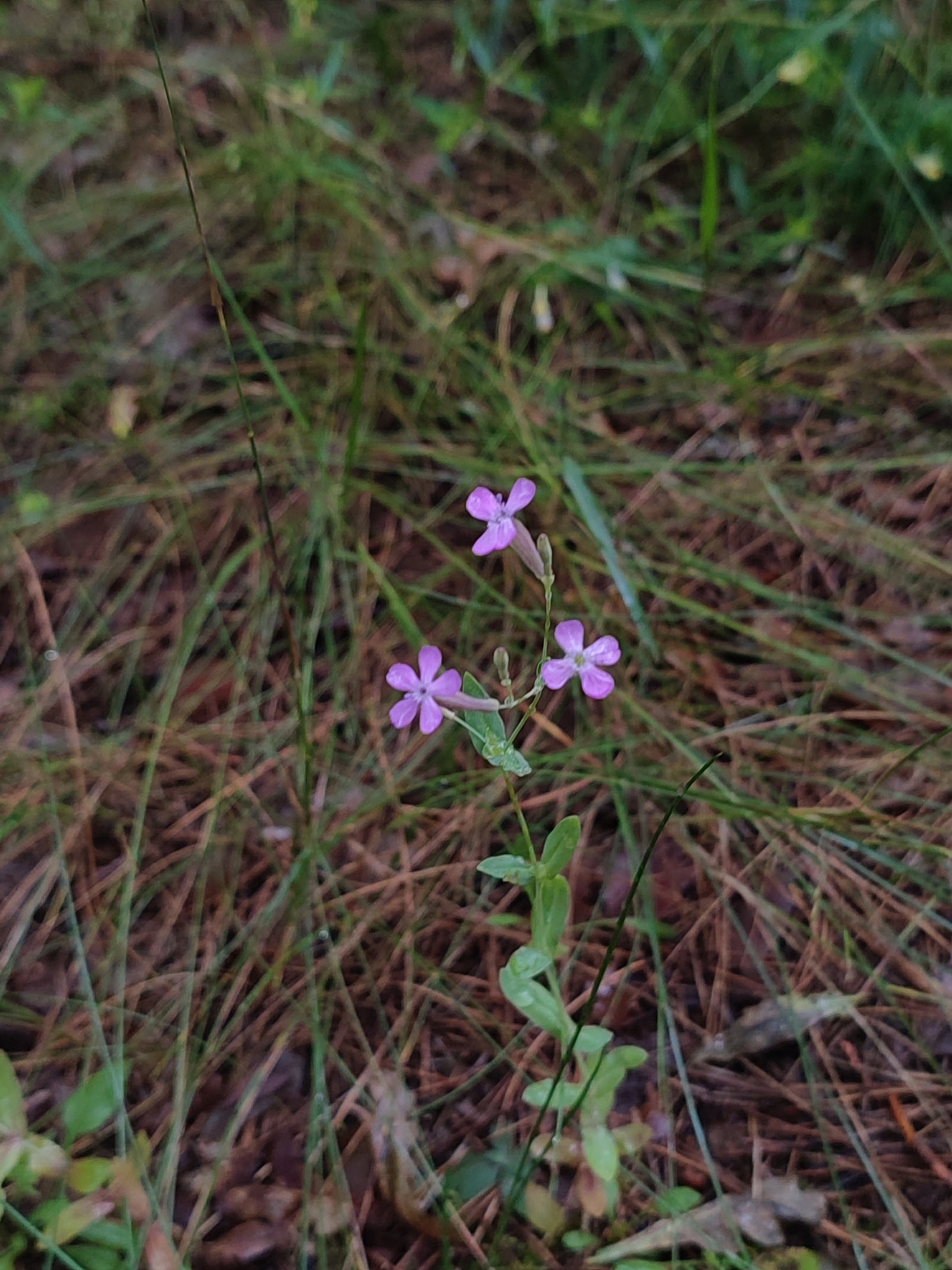 Atocion lituanicum