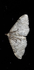 Xanthorhoe disjunctaria