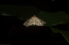 Addaea subtessellata