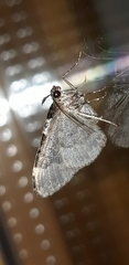 Xanthorhoe disjunctaria