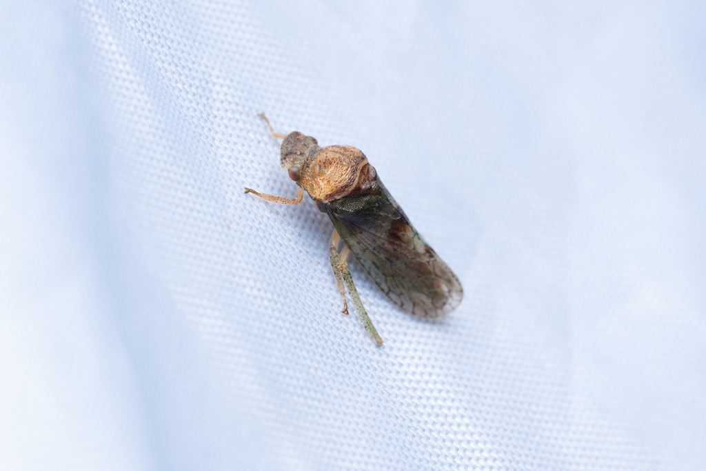 Paraconfucius