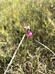 Spiranthes australis, photograph Roman A. Lagazyuk (Роман А. Лагазюк), CC BY, iNaturalist via GBIF
