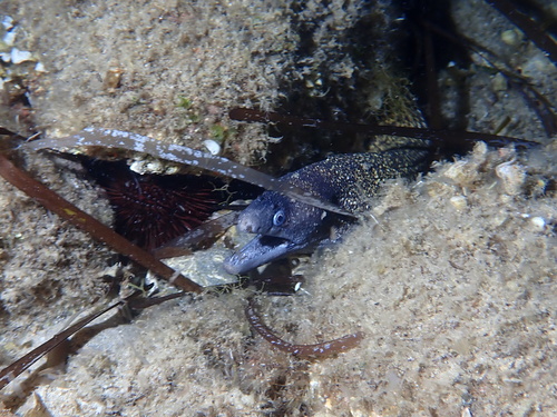 Muraena helena