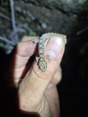 Rondavels Rock Gecko photo 2