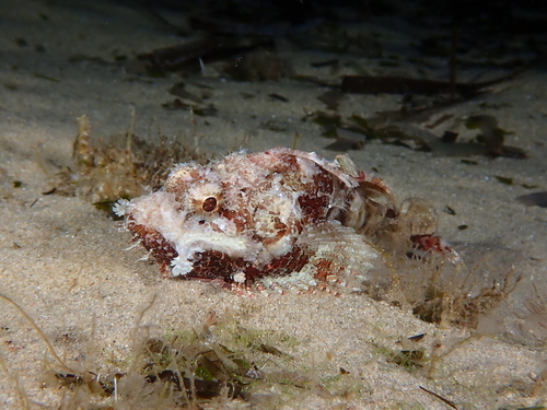 Scorpaena scrofa