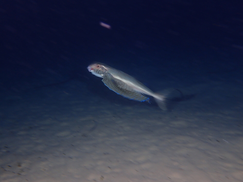 Dactylopterus volitans