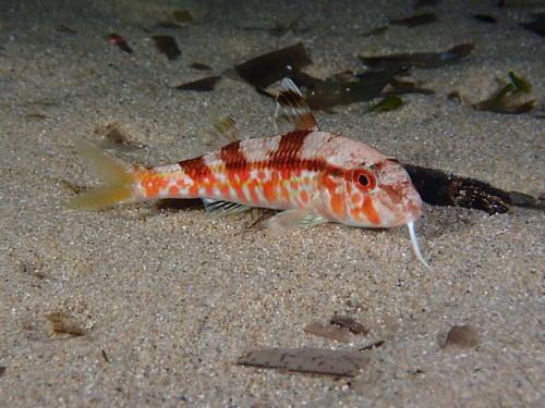 Mullus surmuletus