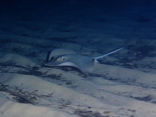 Dasyatis pastinaca