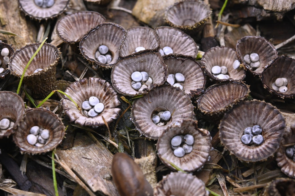 Cyathus striatus · June 2025 · photo: © invertebratist (iNaturalist, cc-by-nc)