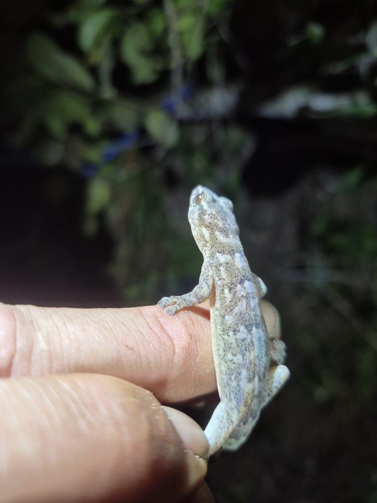 Rondavels Rock Gecko