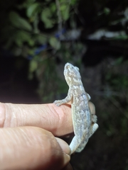 Rondavels Rock Gecko photo 1
