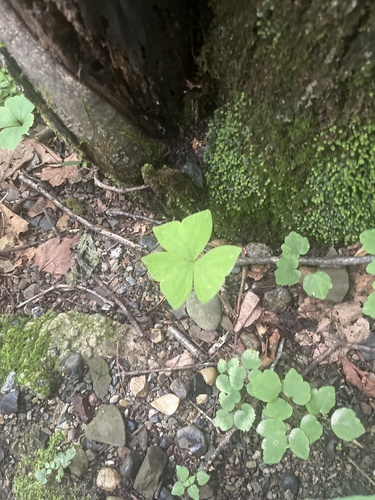 Oxalis obtriangulata, photograph 4
