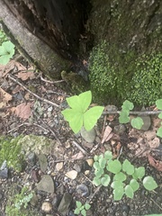 author not stated, no rights reserved Oxalis obtriangulata, photograph author not stated, no rights reserved