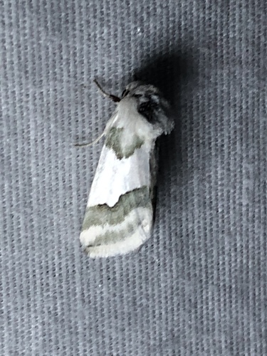 Hulst's Flower Moth photo 5