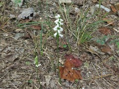 Spiranthes niklasii