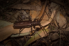 Xystrocera virescens