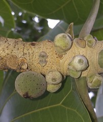 Ficus ypsilophlebia