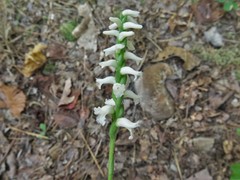 Spiranthes niklasii
