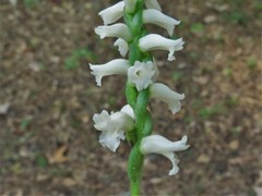 Spiranthes niklasii